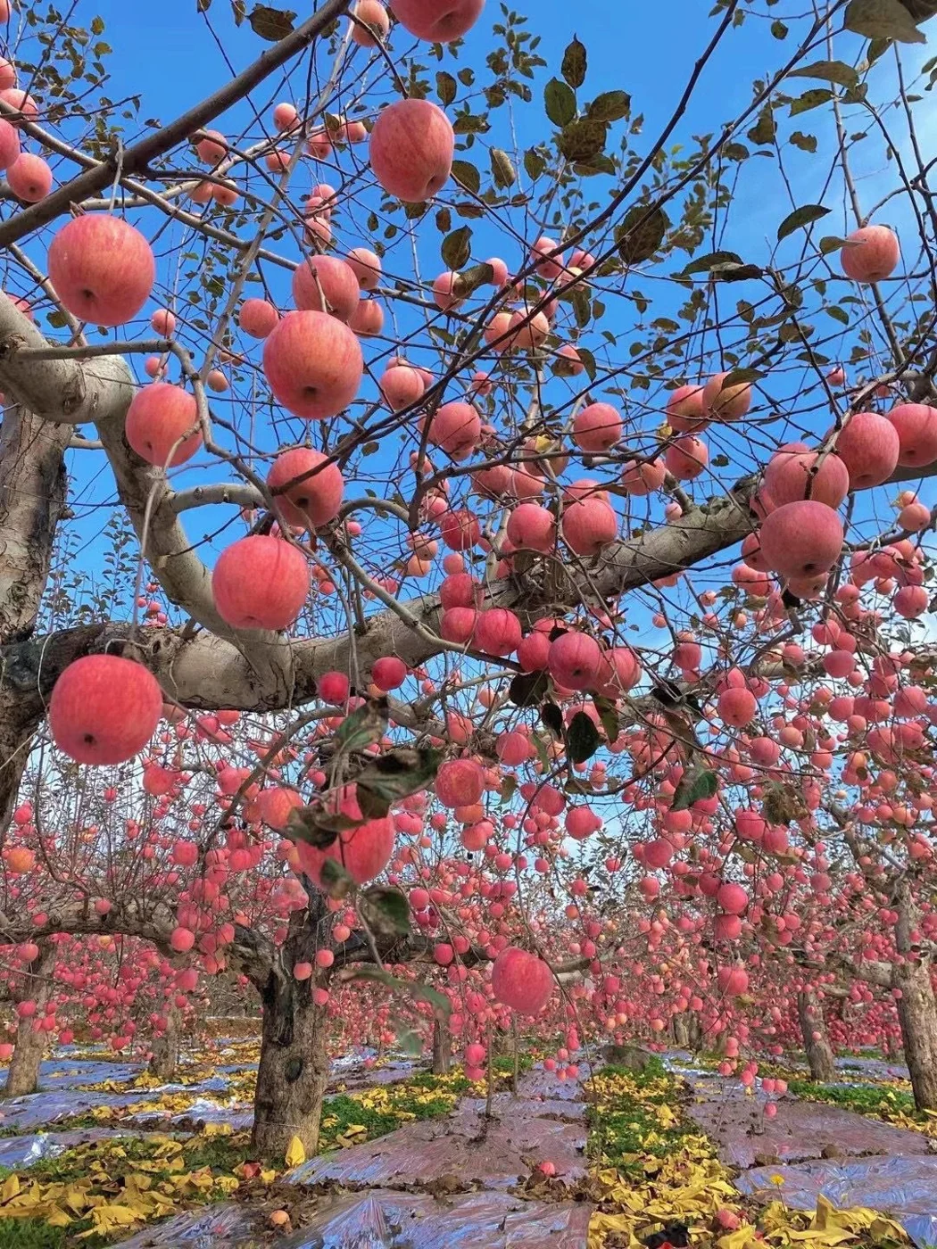 Fuji Apple in an orchard setting