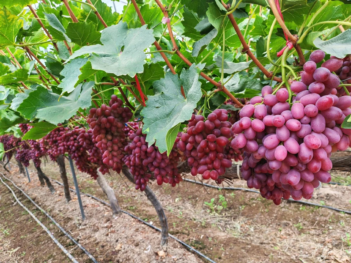 Crimson Seedless in an orchard setting