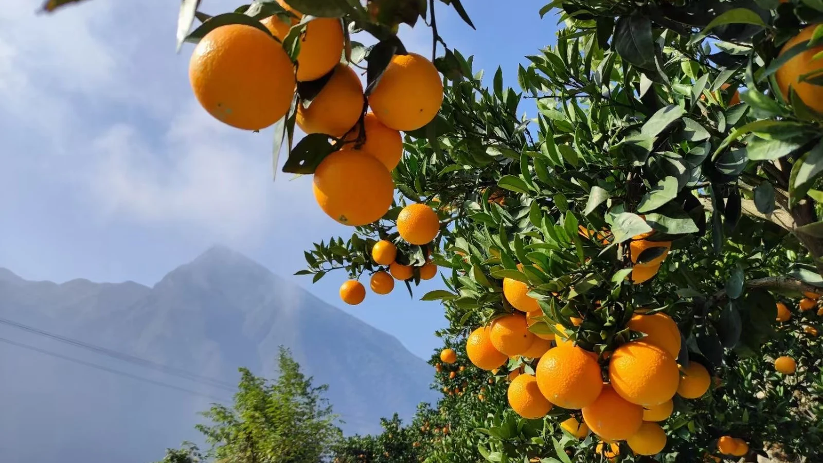 Ripe citrus fruit growing in a mountain orchard