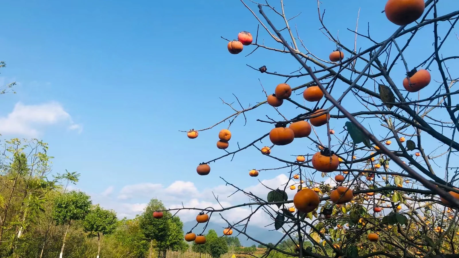 Persimmon branches beside a country road under a blue sky