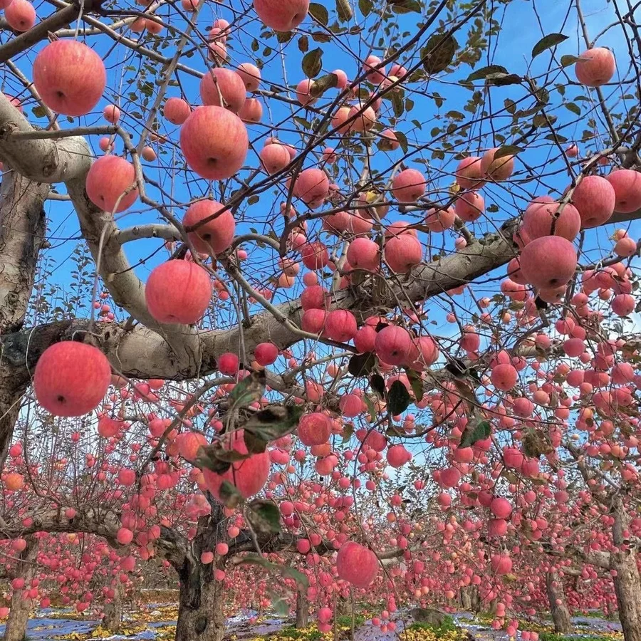 Fuji apples growing in the orchard