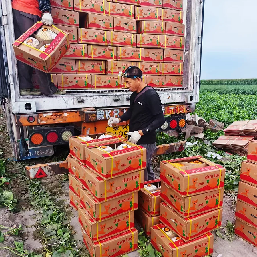 Hami melon cartons prepared for loading